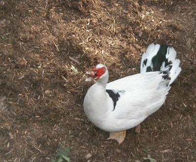 Goose in the backyard #5