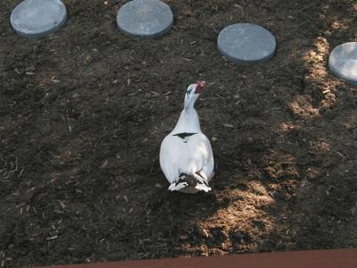 Goose in the backyard #6