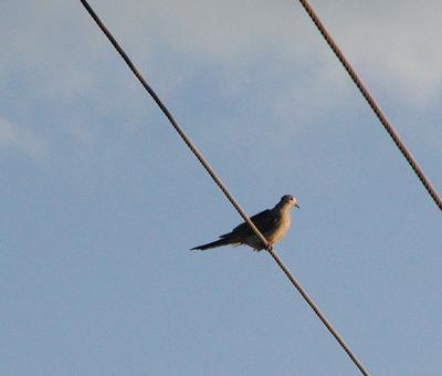 Bird on telephone wire