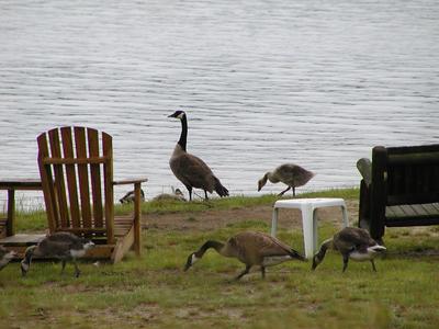 Geese #3