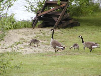 Geese #4