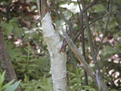Peeling birch bark