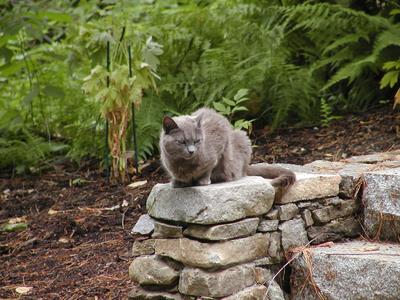 Some people have stone lions upon their stairs, we have gray and grumpy.... #3