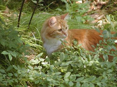 A cat at home in the garden