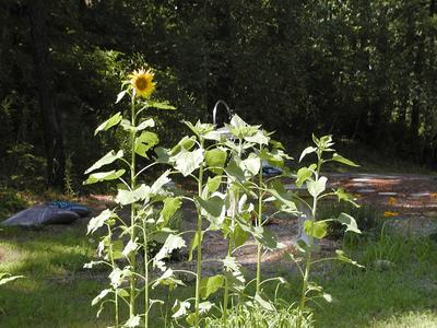 Bird feeder surrounded by sunflowers that have grown up from the seeds the birds dropped