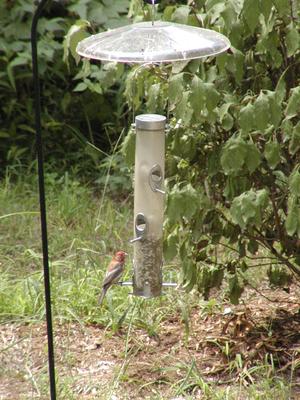 Bird at feeder #2