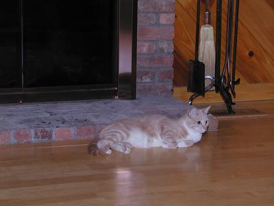 Fireplace kitty