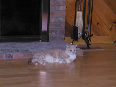 Fireplace kitty #2