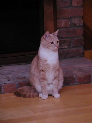 Fireplace kitty #4