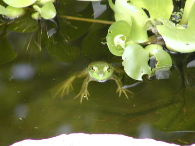 Frog at home in the frog pond