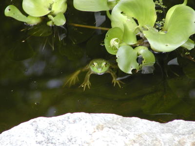 Frog at home in the frog pond #2