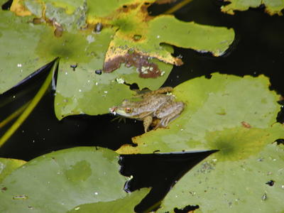 Frog at home in the frog pond #3