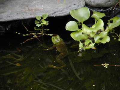 Frog at home in the frog pond #4