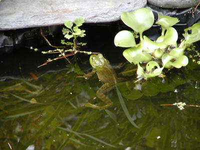 Frog at home in the frog pond #5