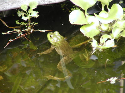Frog at home in the frog pond #7