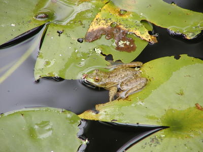 Frog at home in the frog pond #8