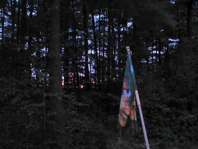 Sunset through the trees #4