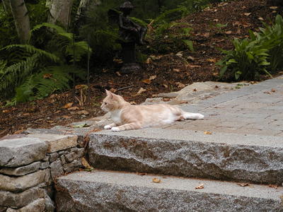 Aero-kitty on the front steps