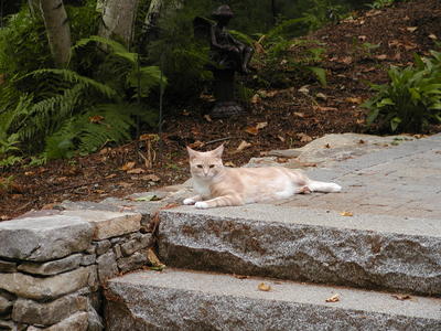 Aero-kitty on the front steps #2
