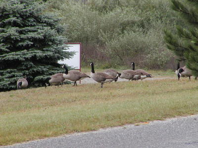 Canadian Geese #2