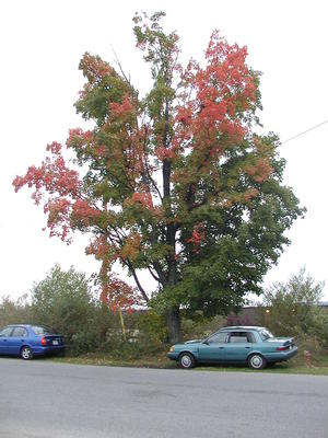 Tree that has halfway turned red #2
