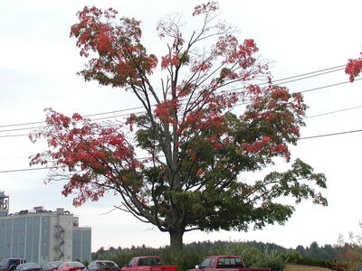 Tree that has halfway turned red #4