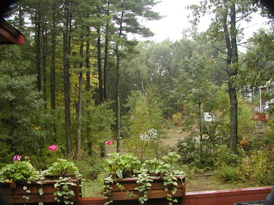 Our backyard in a drizzle #3