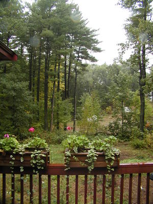 Our backyard in a drizzle #5