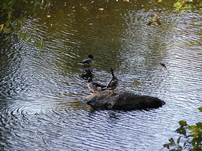 Ducks at the north bridge