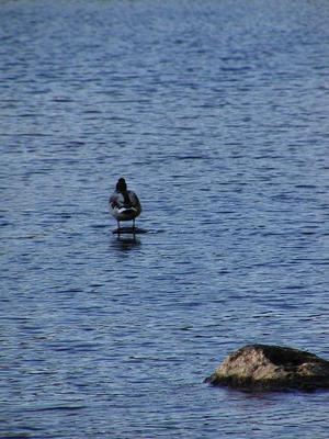 Duck in the Concord river