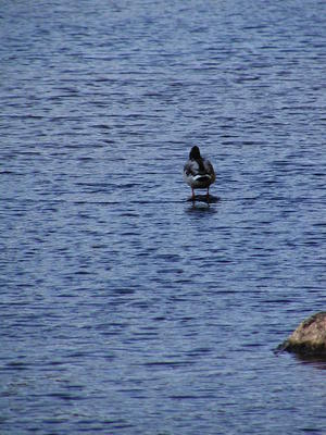 Duck in the Concord river #2