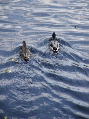Ducks in the Concord river