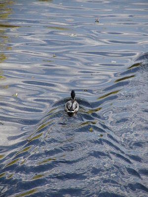 Duck in the Concord river #3