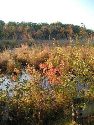 Fall at Bennetts Brook #2