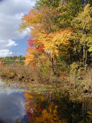 Spectacle pond in fall #6