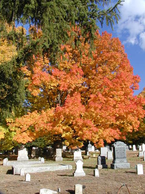 Cemetery in fall #7