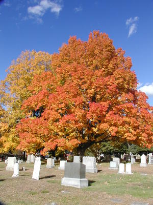 Cemetery in fall #8
