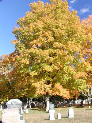 Cemetery in fall #9