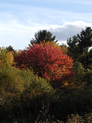 Fall tree at Acton Arboretum #2