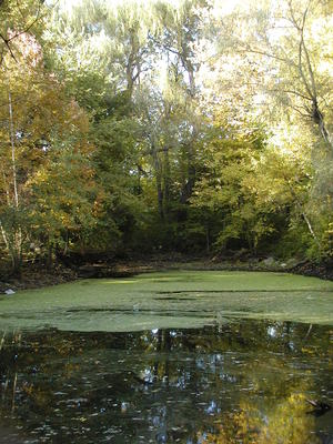 Algae covered pond #3