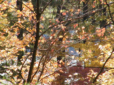 Spectacle pond through the trees