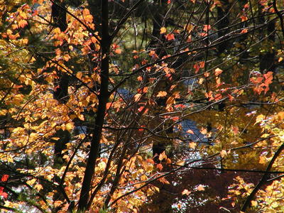 Spectacle pond through the trees #2