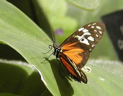 Butterfly #16