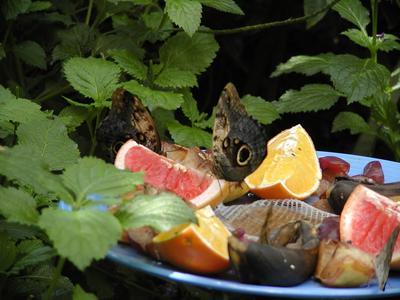 Butterflies love fruit