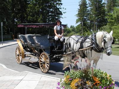 Horse (pete) and driver (pam) for carriage tour around the Botanical gardens