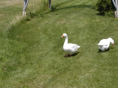 Geese at the botanical gardens