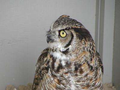 Great horned owl #3