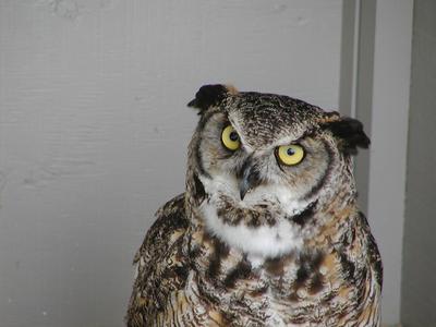 Great horned owl #4