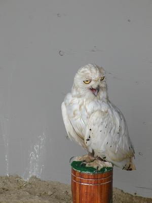 Snowy owl #2