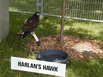 Harlan's hawk